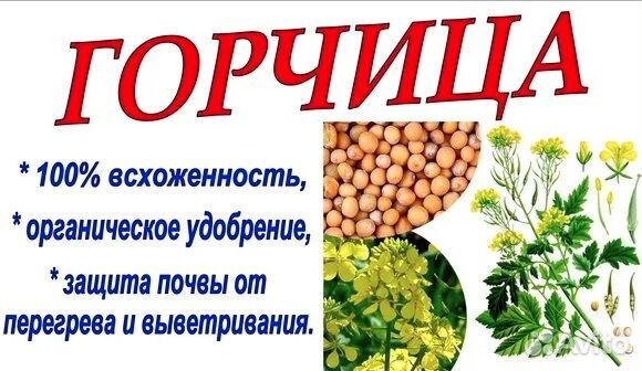 Горчица белая семена, сидерат, 1кг
