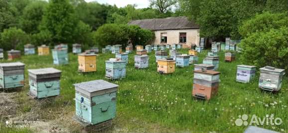 Продаются пчелы, пчелосемьи, пчелопакеты на авито