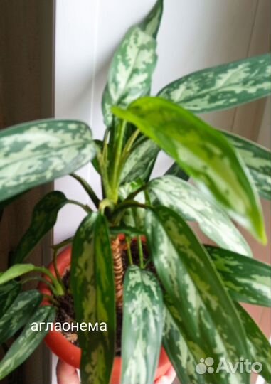 Аглаонема