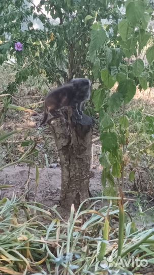Шотландские кошечки