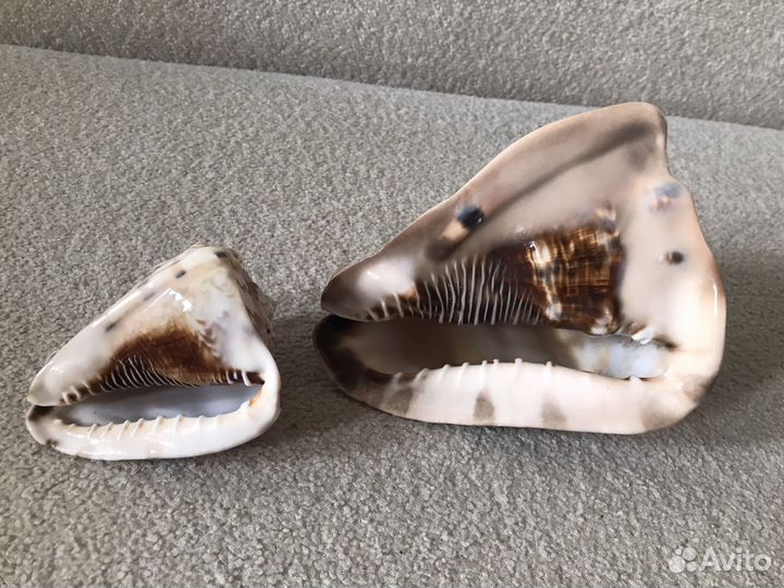 Морские ракушки раковины