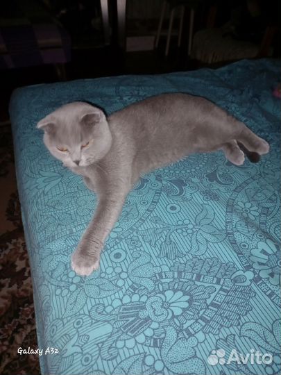 Британская кошка