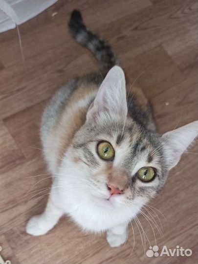 Кошка Стелла