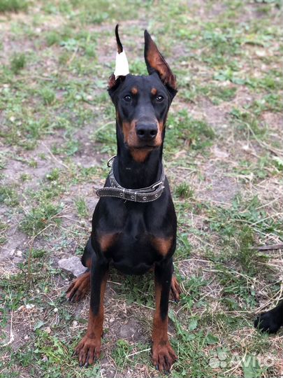 Продается подрощенная девочка добермана РКФ