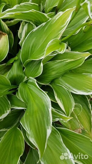 Цветы садовые, хоста