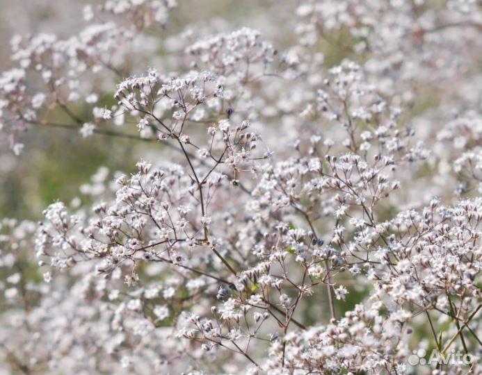 Гипсофила, ветренница, сон-трава, астра виргинская