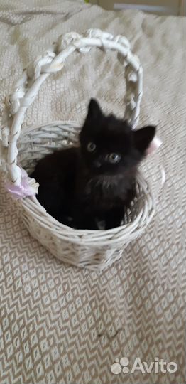 Котята в добрые руки,бесплатно