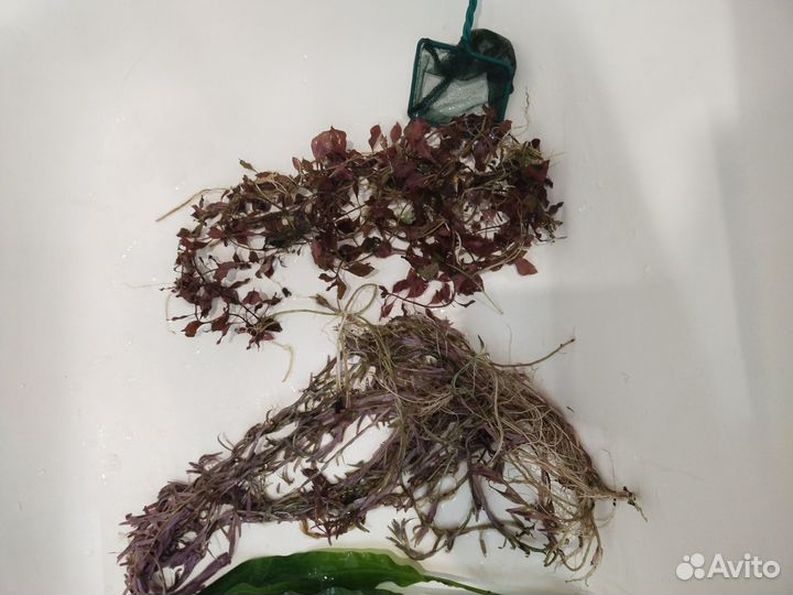 Аквариумное растение