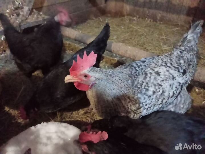 Молодые петушки