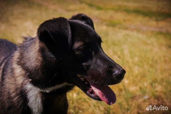 Спасите Еву из приюта