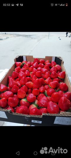 Свежая клубника