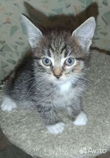 Прелестные котятки ищут семью