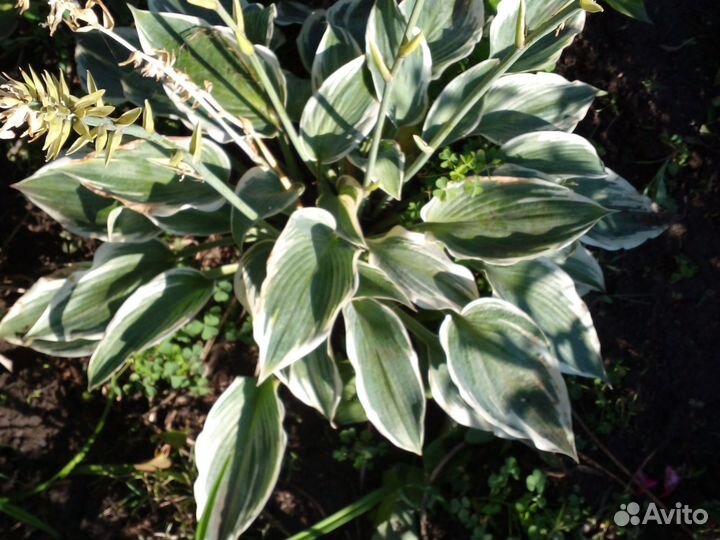 Хоста сортовая