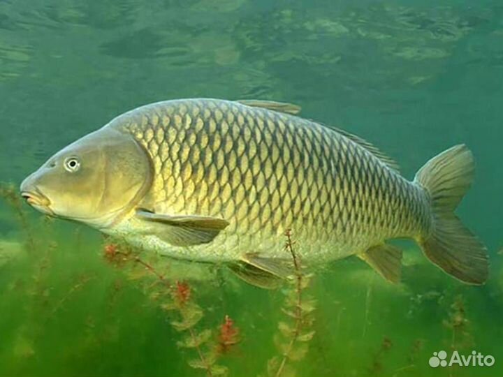 Живая рыба карп