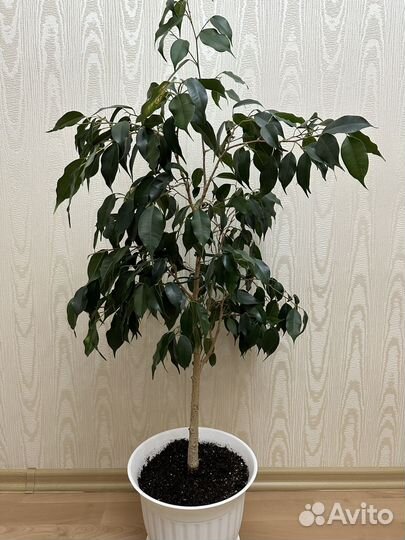 Фикус бенджамина