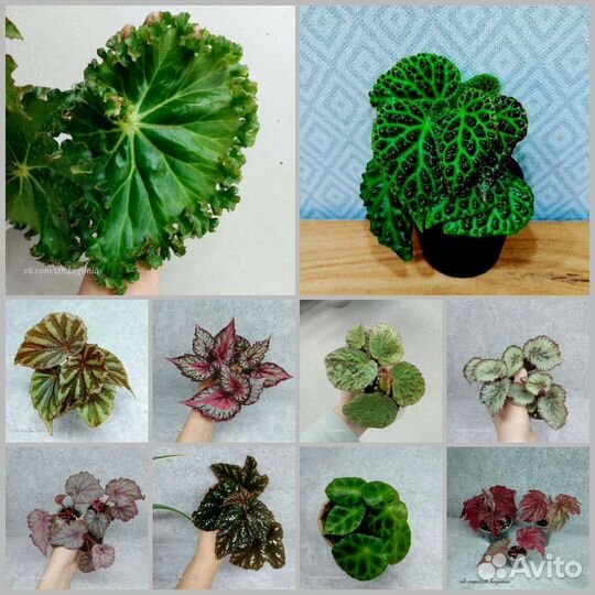 Бегония 200 сортов