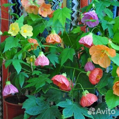 Абутилон семена