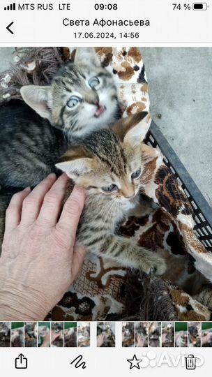 Котята в добрые руки