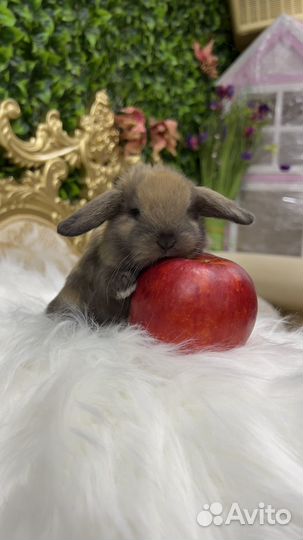 Доставка кролика мини