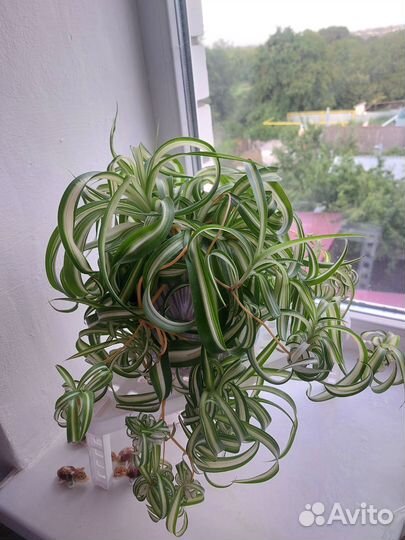 Хлорофитум - 1 детка, без горшка