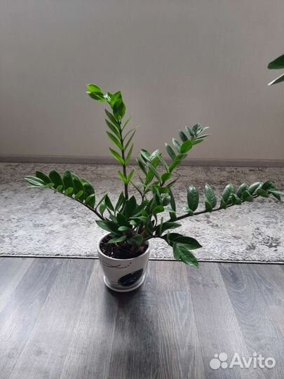 Замиокулькас