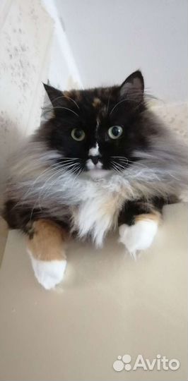 Кошка в добрые руки