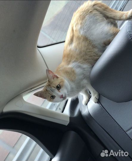 Кошечка Симба в добрые ручки