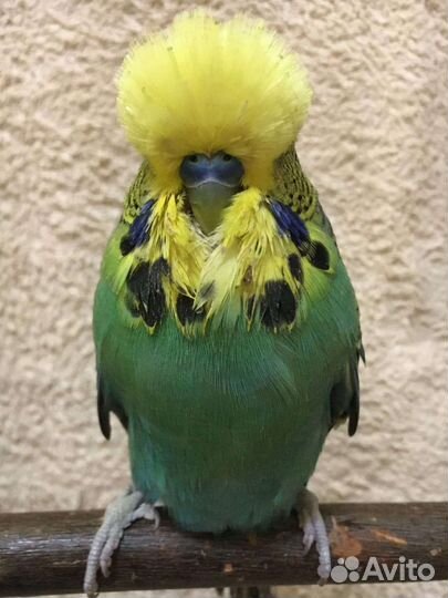 Волнистые попугаи и чехи, Кореллы