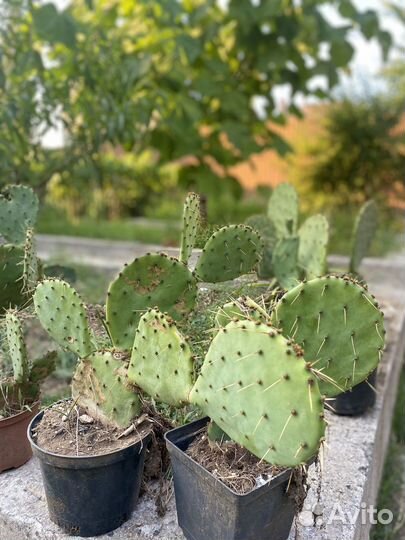 Кактус опунция