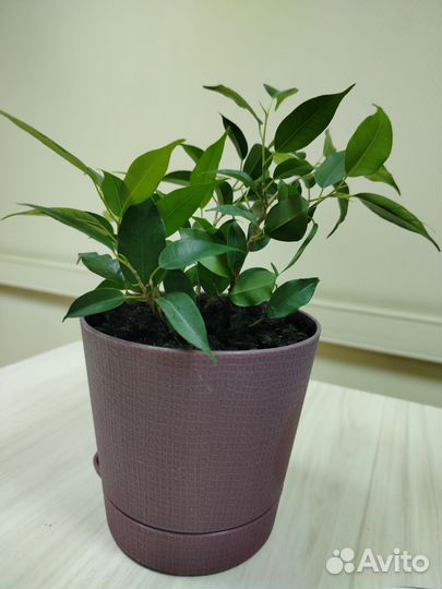 Фикус Бенджамина