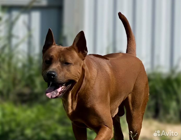 Тайский риджбек (вязка)