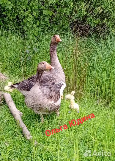 Гуси, гусята