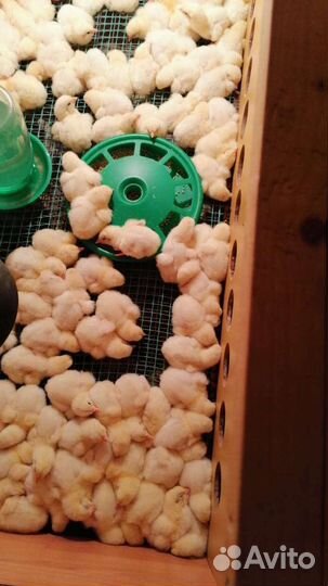 Цыплята броллерные Португалия, индюшата