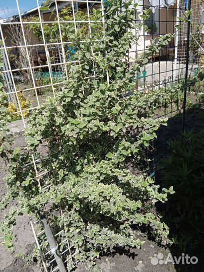 Бересклет форчуна