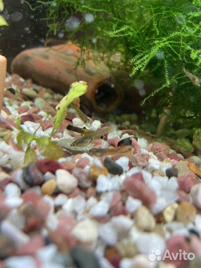 Прополка акваримуные растения