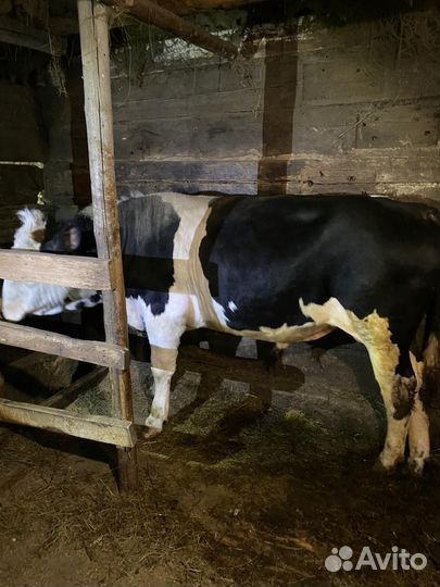 Быки на мясо