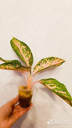 Аглаонема Сильвер белл