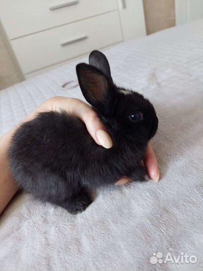 Декоративные кролики в добрые руки