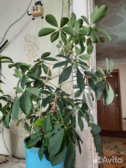 Шефлера и фикус