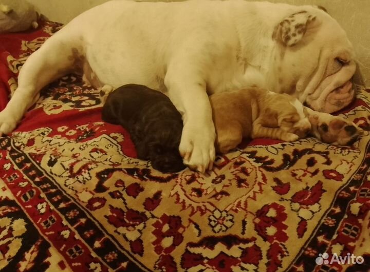 Русский охотничий спаниель щенки