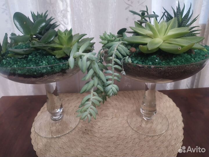 Флорариум в вазе на ножке