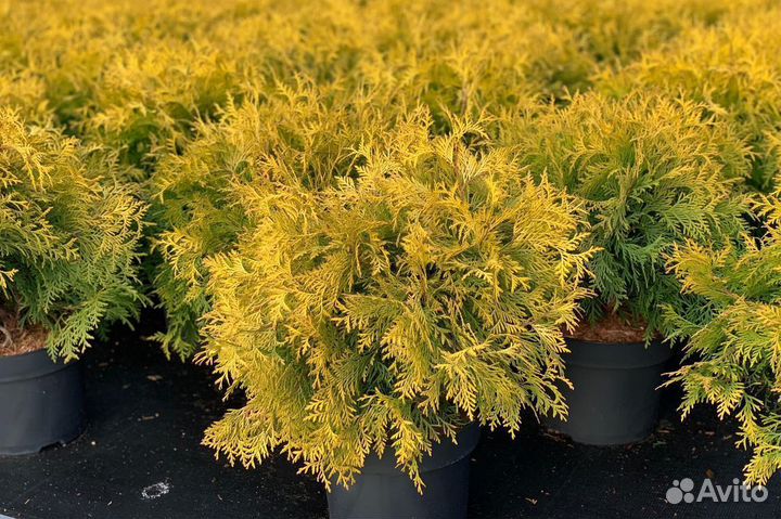 Туя Голден Глоб