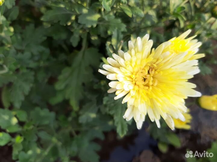 Хризантемы мультифлора