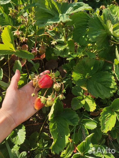 Рассада клубники усы