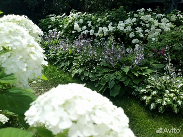 Гортензия отростки