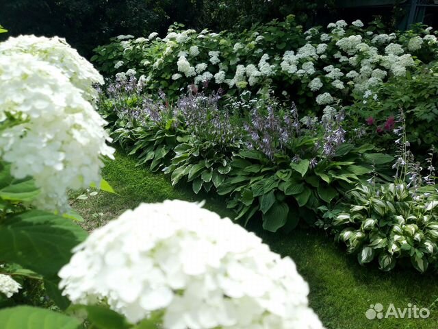 Гортензия отростки