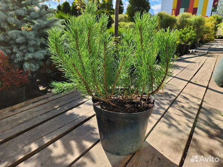 Сосна горная