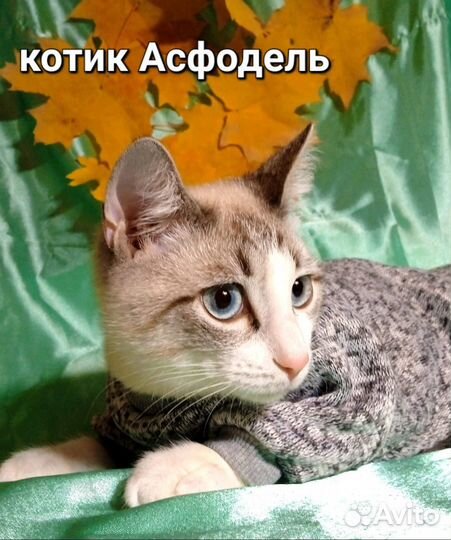Осенние котейки