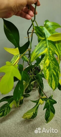 Филодендрон Magic Mask