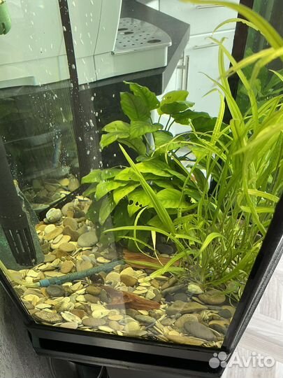 Аквариум с тумбой aquael 60л